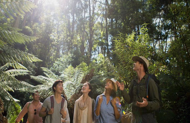 Explora la Great Ocean Road y los Doce Apóstoles - Tour de un día entero - Foto 4